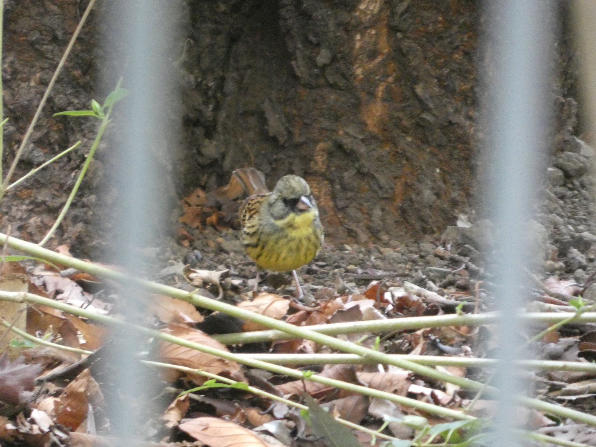Emberiza spodocephala01